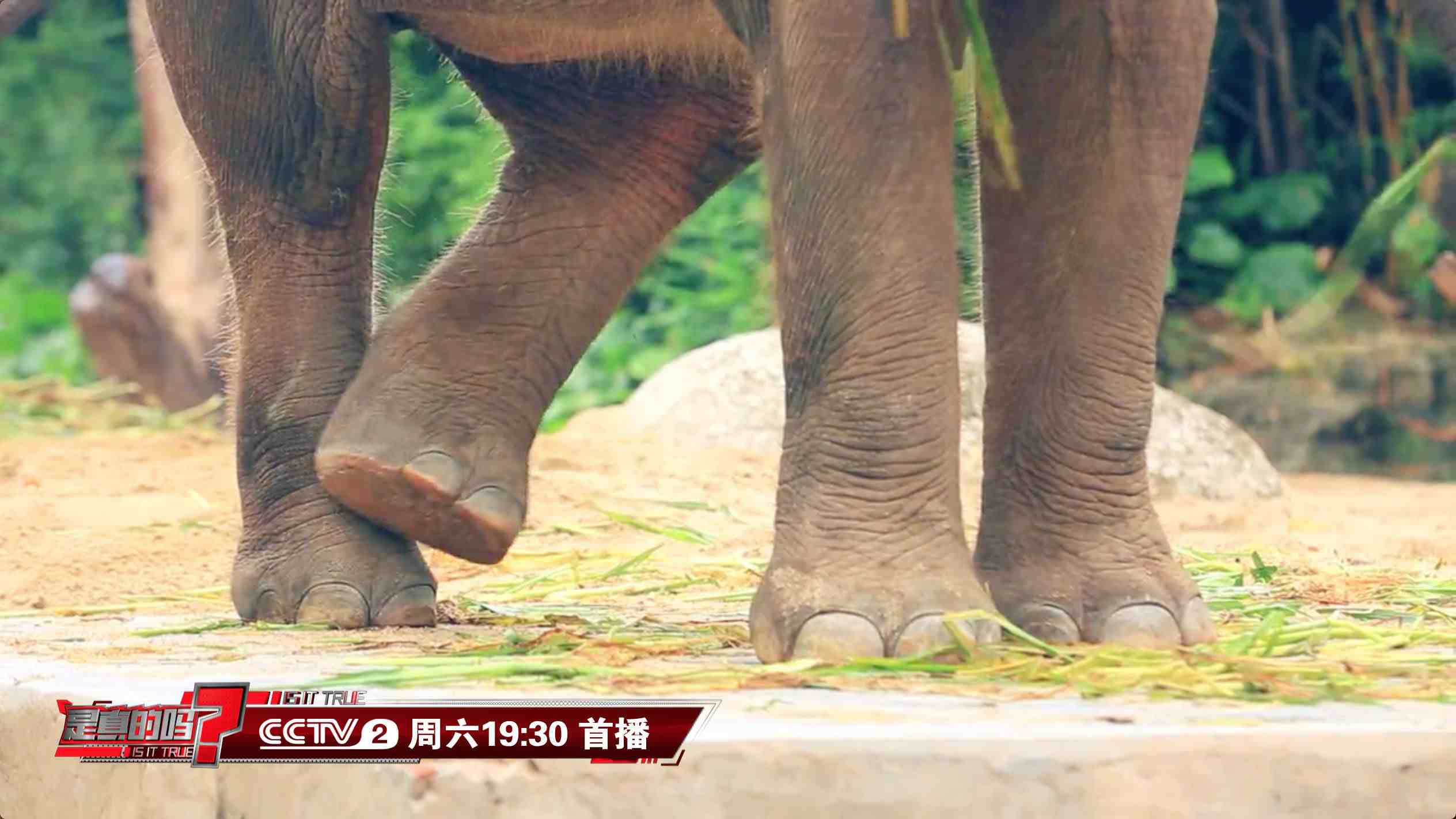 大象的脚印像什么(通过脚印就可测量大象身高)