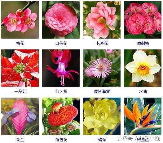 冬天开的花有哪些40余种常见的冬季开花的花卉