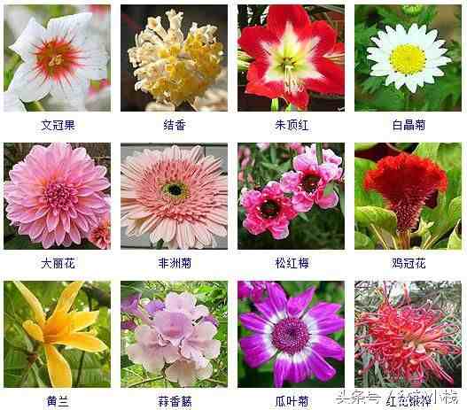 冬天开的花有哪些(40余种常见的冬季开花的花卉)