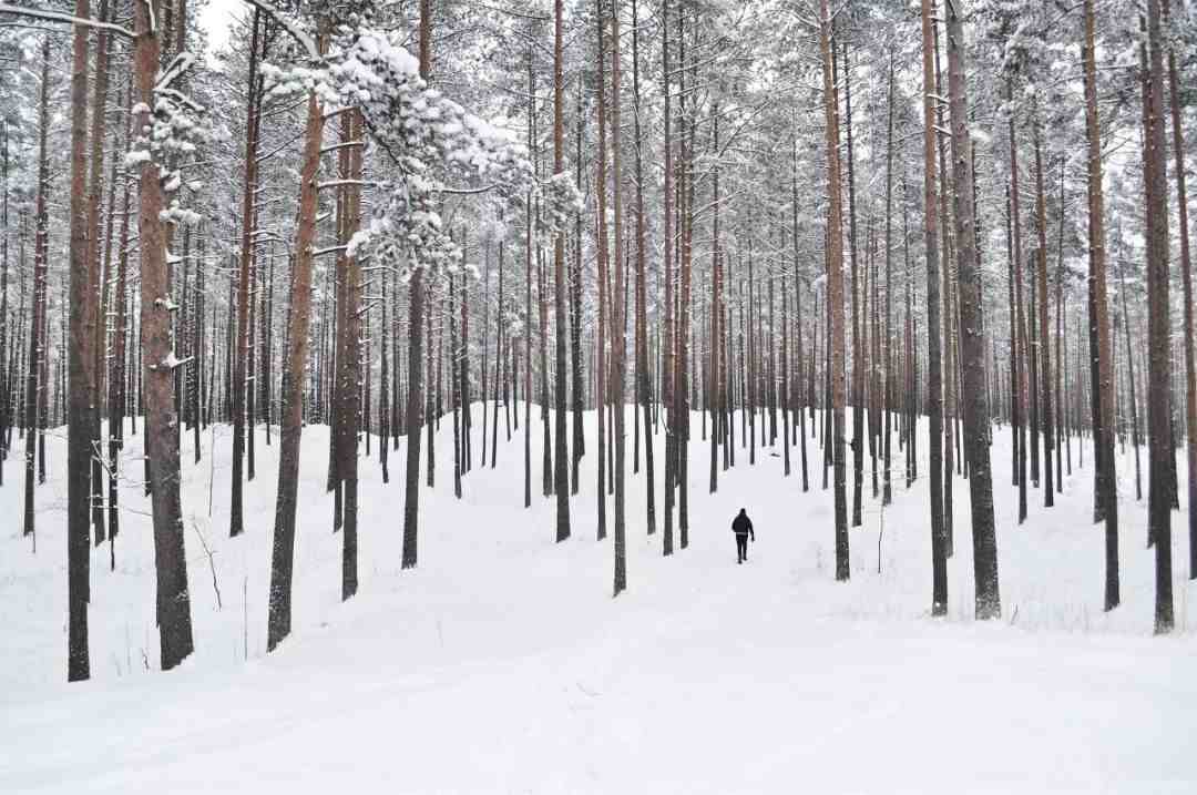 雪的诗句有哪些(十首雪景诗词最美的雪在诗词里)