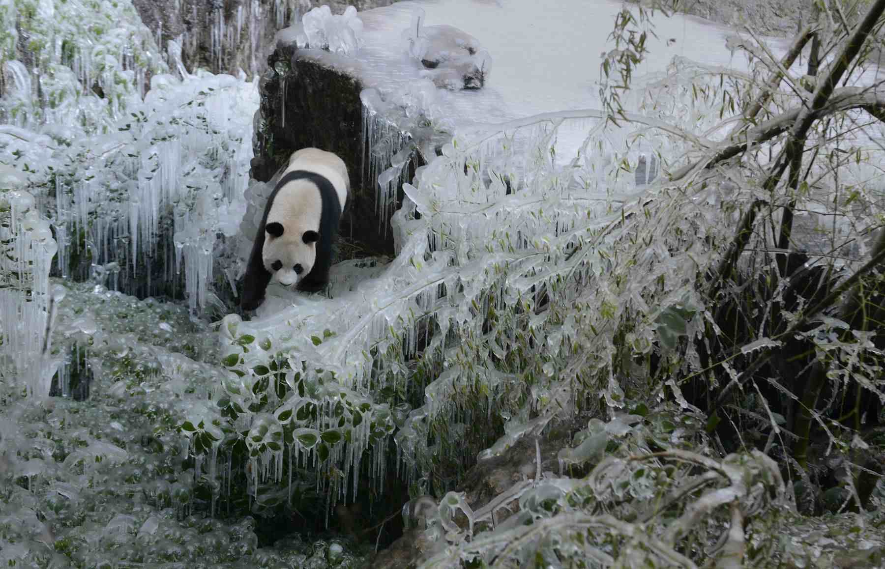 大熊猫生活在什么地方?(中国熊猫分布密度最大的地方)