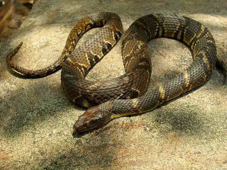 农村常见的无毒蛇(中国农村常见十种无毒蛇)