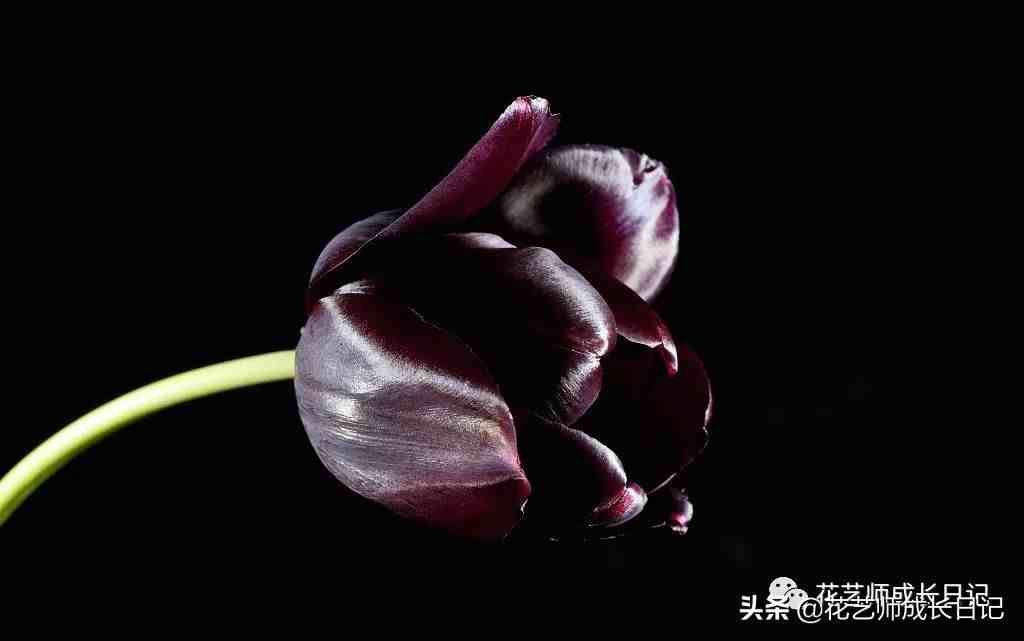 金色郁金香的含义(不同颜色郁金香的花语大全)