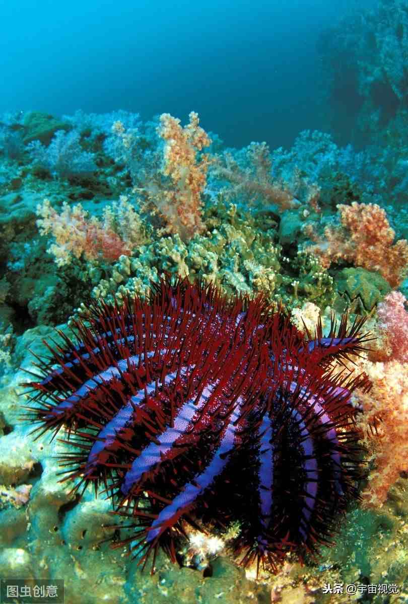 海里有什么动植物(海底10种神秘生物)