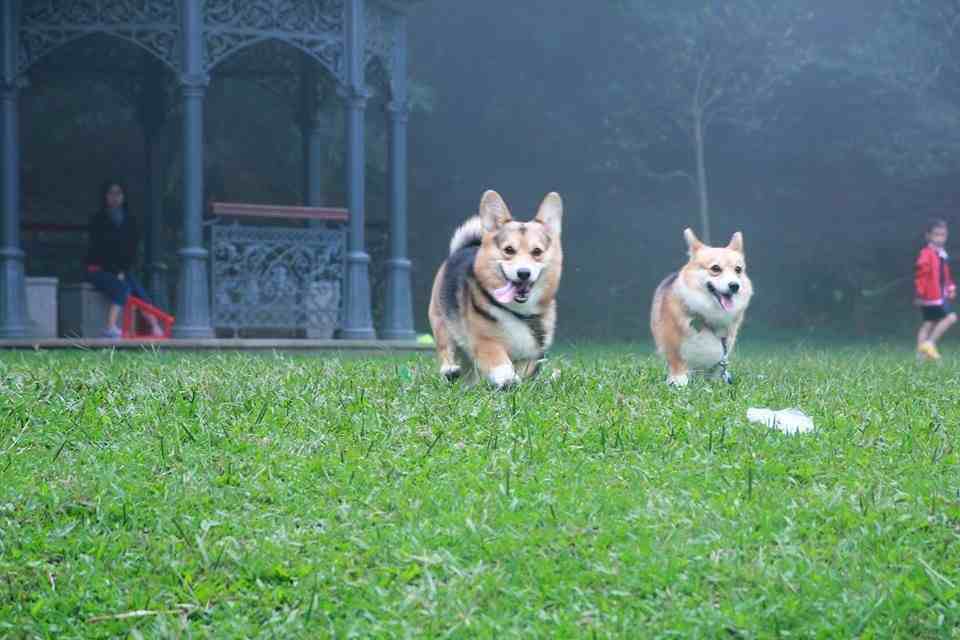 三色犬的介绍(三色柯基的因为颜色太多)