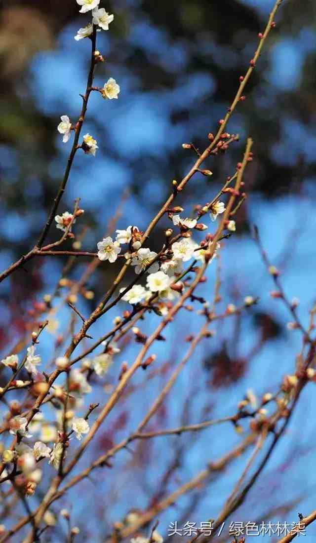 武汉市的市花是什么花(市花,市树的故事!