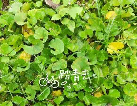 中草药植物图片农村这6种野草全是名贵药材