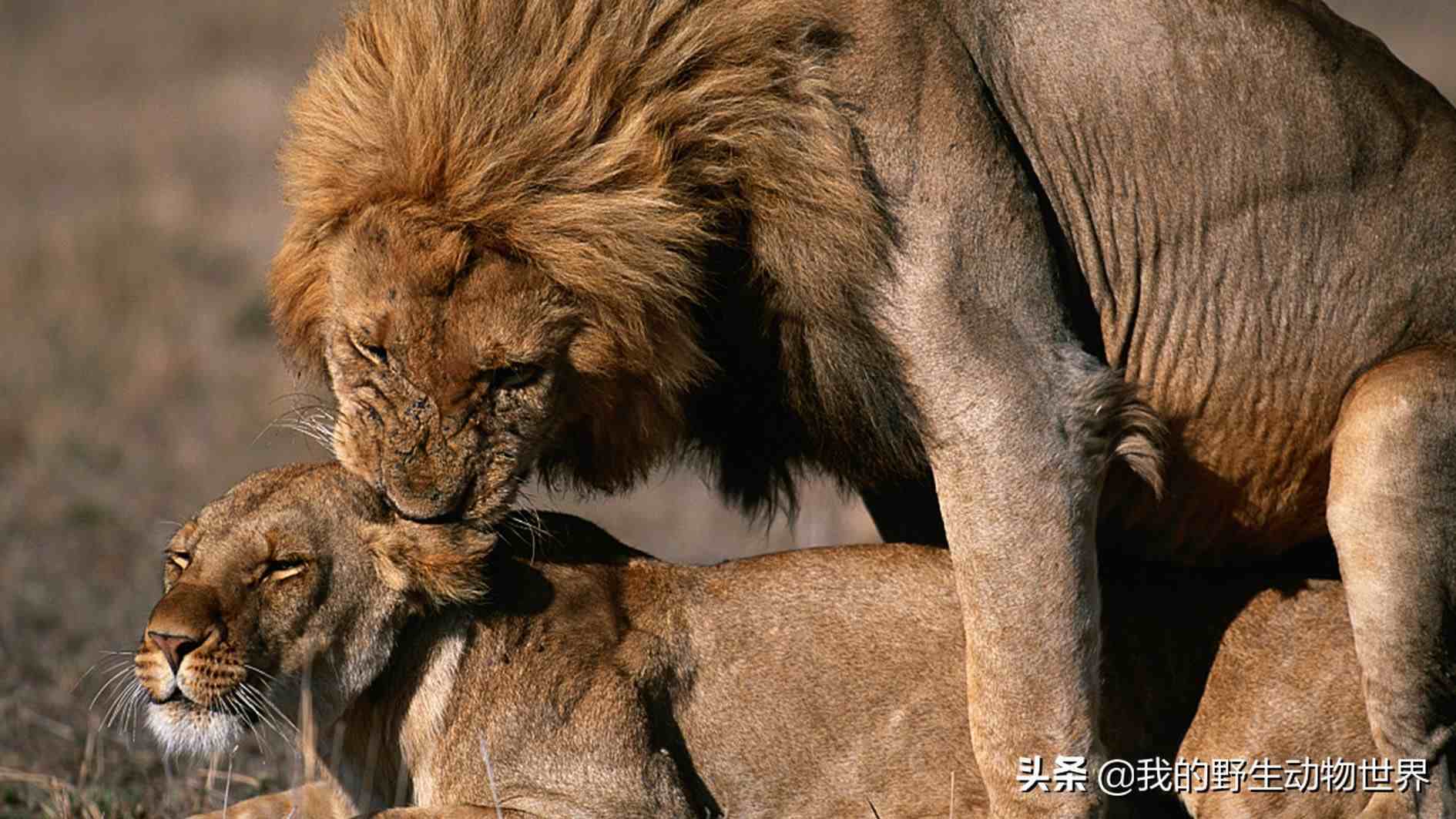 狮子交配人类和猫科动物有何不同