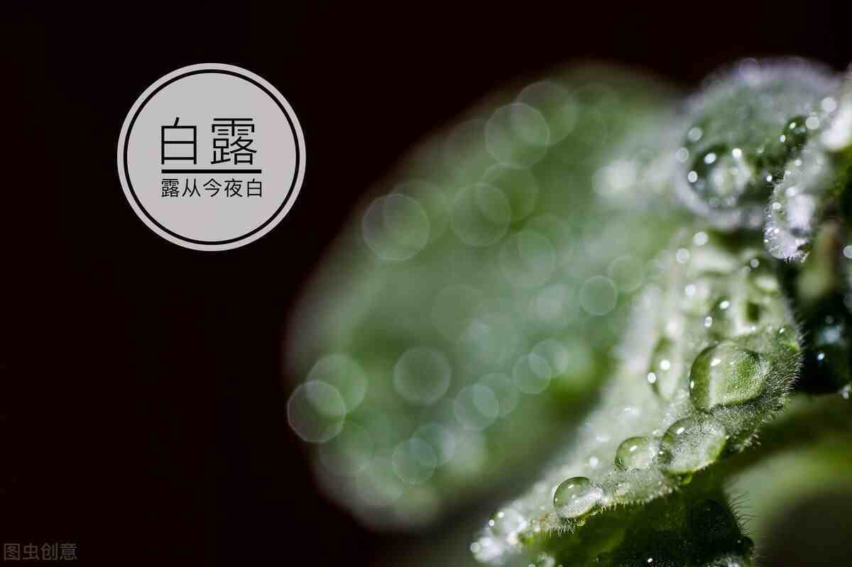 蒹葭苍苍白露为霜所谓伊人在水一方