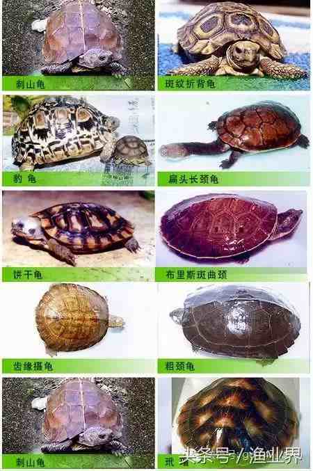 龟的种类(图片大全)