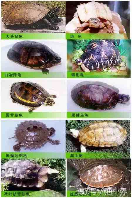 龟的种类(图片大全)