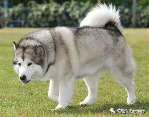 阿拉斯加雪撬犬(世界犬种-阿拉斯加雪橇犬)