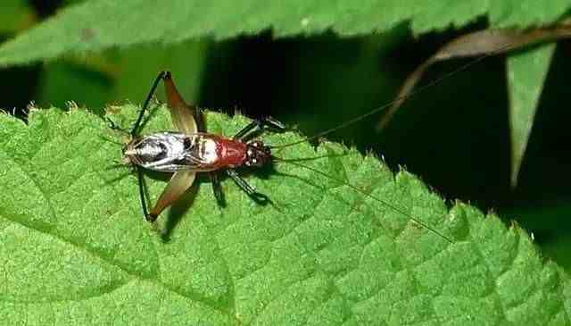 蟋蟀品种史上最全的蟋蟀分类大全