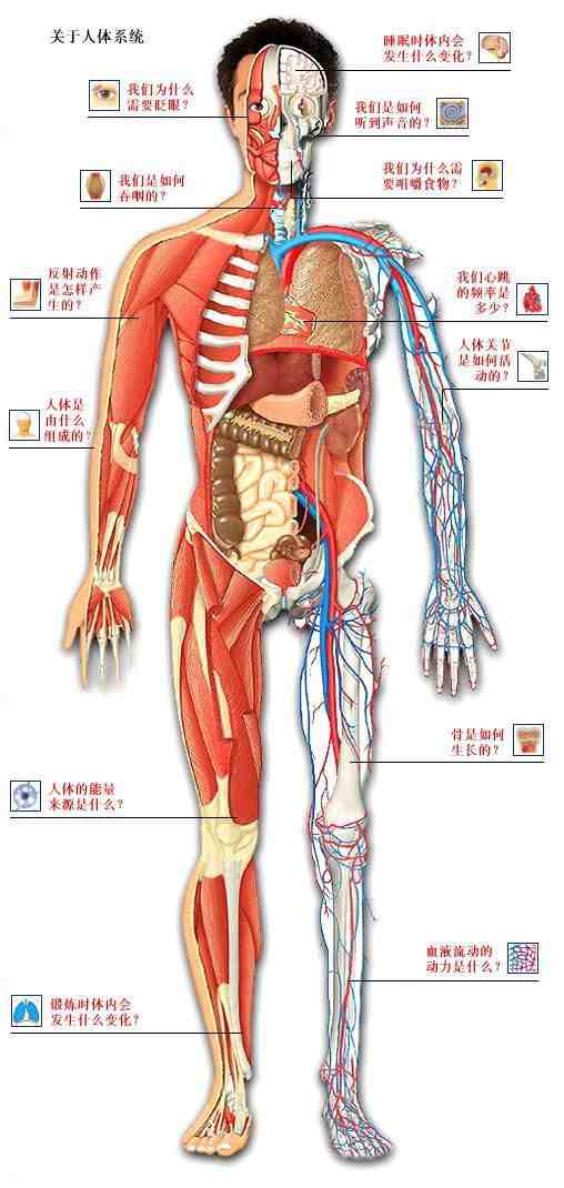 人体内脏结构图(五脏六腑图片 位置图)