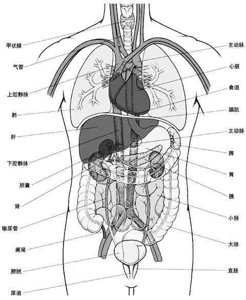人体内脏结构图(五脏六腑图片 位置图)