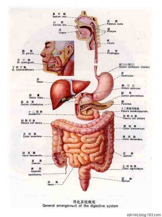 史上最全的人体(组织器官)全图