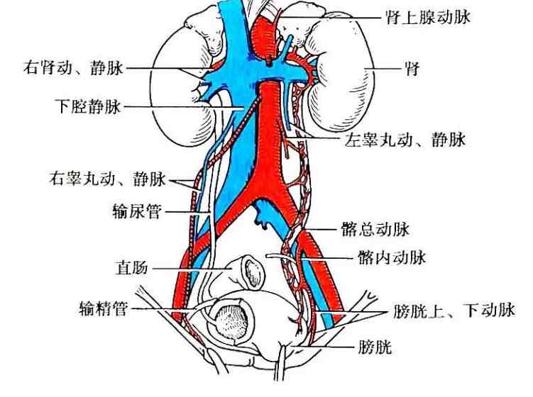 首页 资讯 泌尿系统的组成(泌尿系统的组成部分) 输尿管上接肾盂,下连