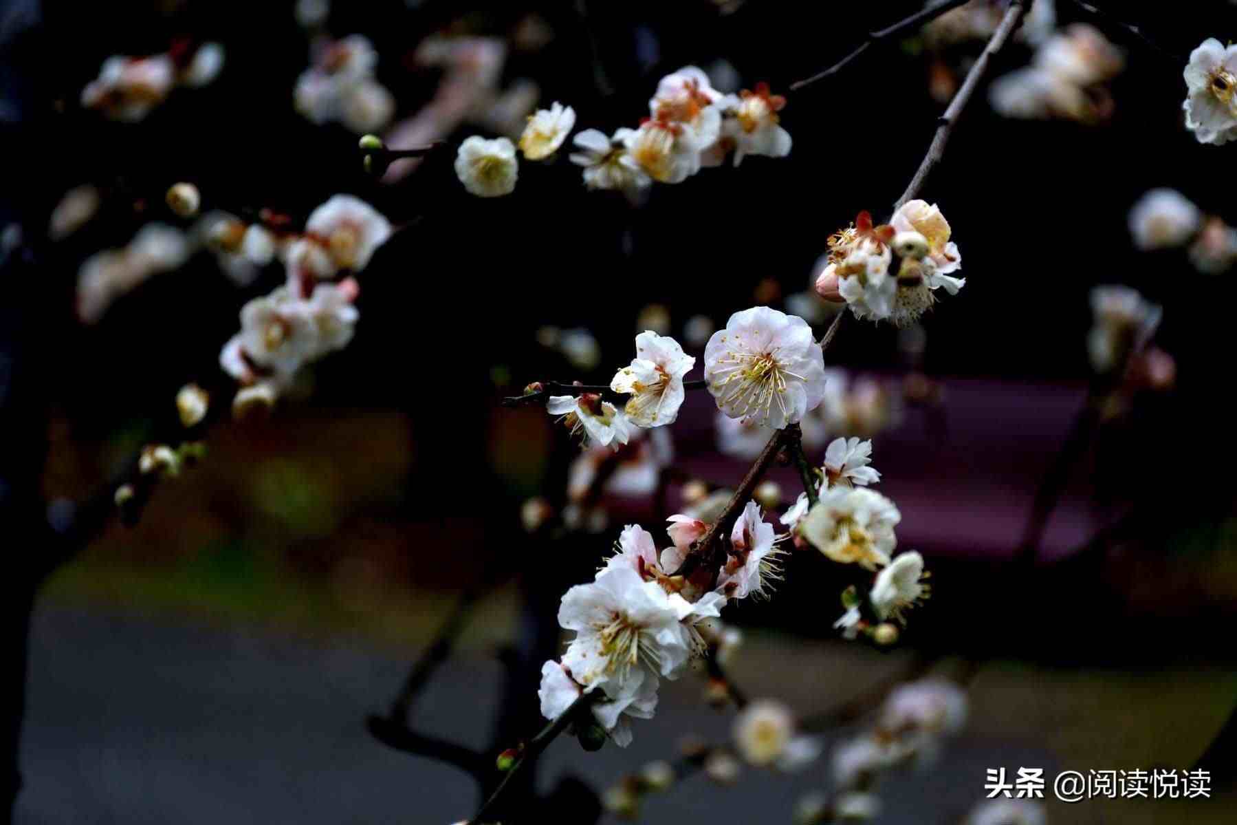 踏雪寻梅,观花品韵,情趣盎然,或三五成群,携酒偕笔,陶然梅丛,愉悦心神