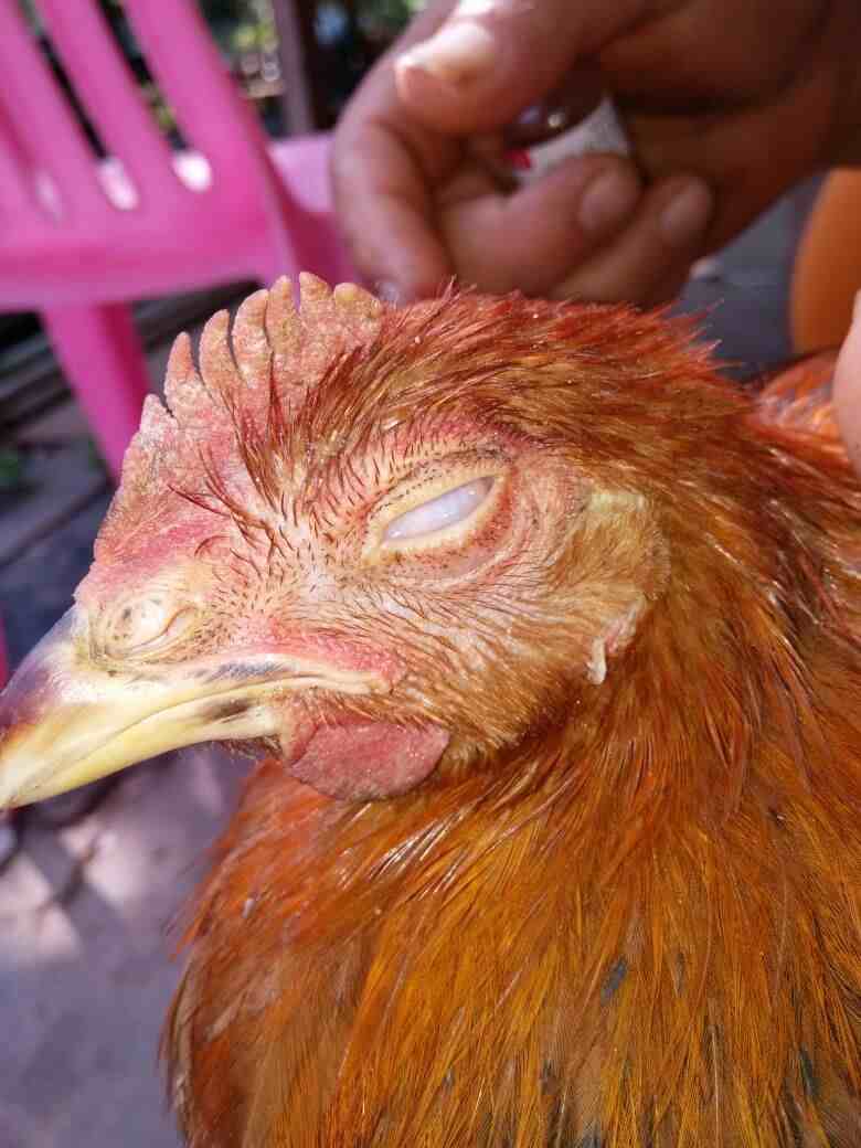 鸡的眼睛(鸡的眼睛为什么会瞎?