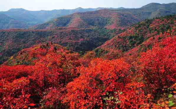 香山红叶什么时候红北京香山的红叶什么时候最红