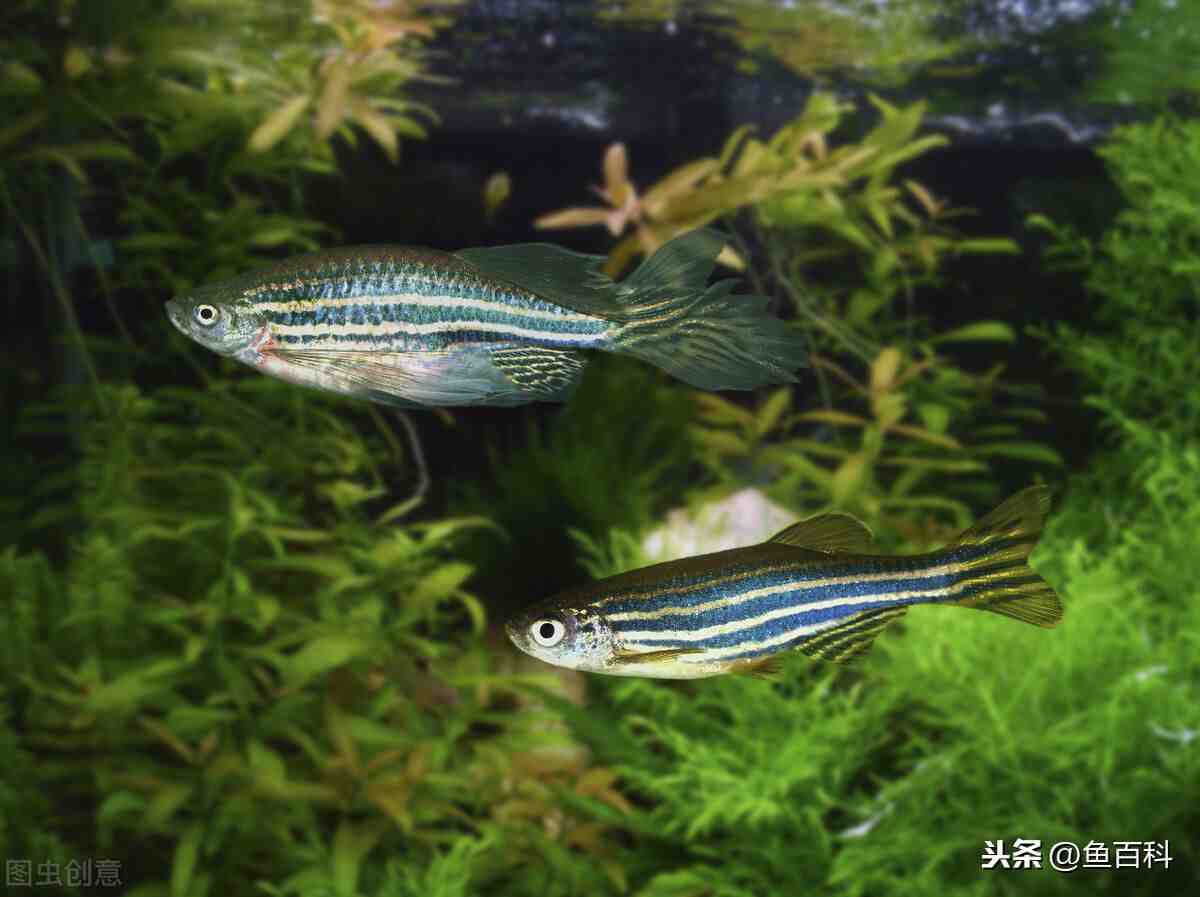 详解金鱼进化史，这才是见证历史变迁的中国鱼 - 知乎