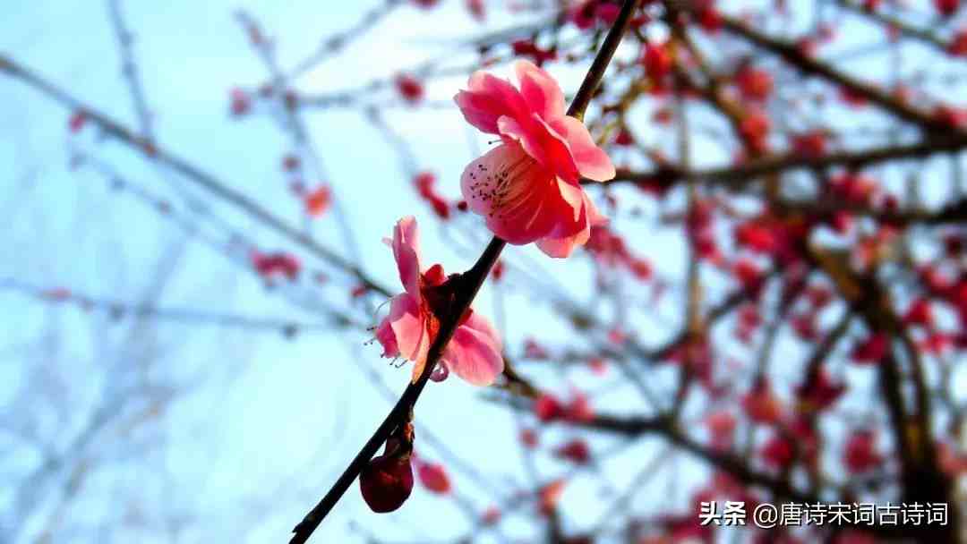 写尽梅花傲雪风骨,美的令人心醉的梅花诗词