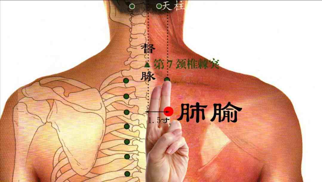 肺俞的准确位置图片肺俞穴肺系疾病的治疗要穴