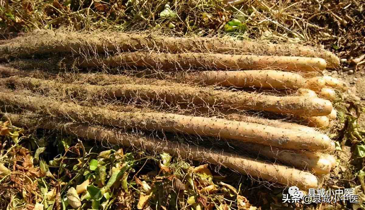 山药豆的功效与作用(一起了解山药的功效?