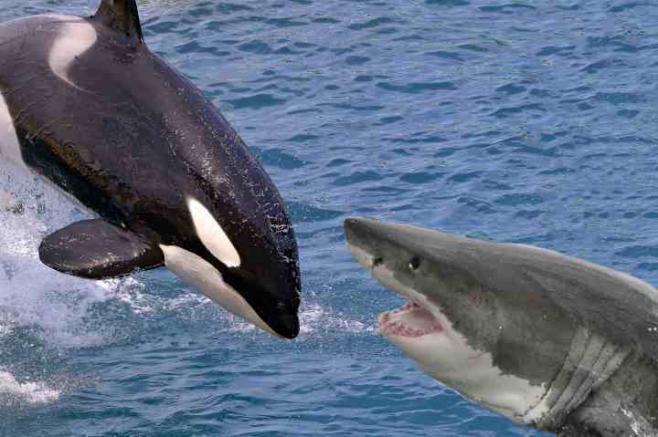 虎鲸大白鲨虎鲸vs大白鲨谁才是真正的海洋霸