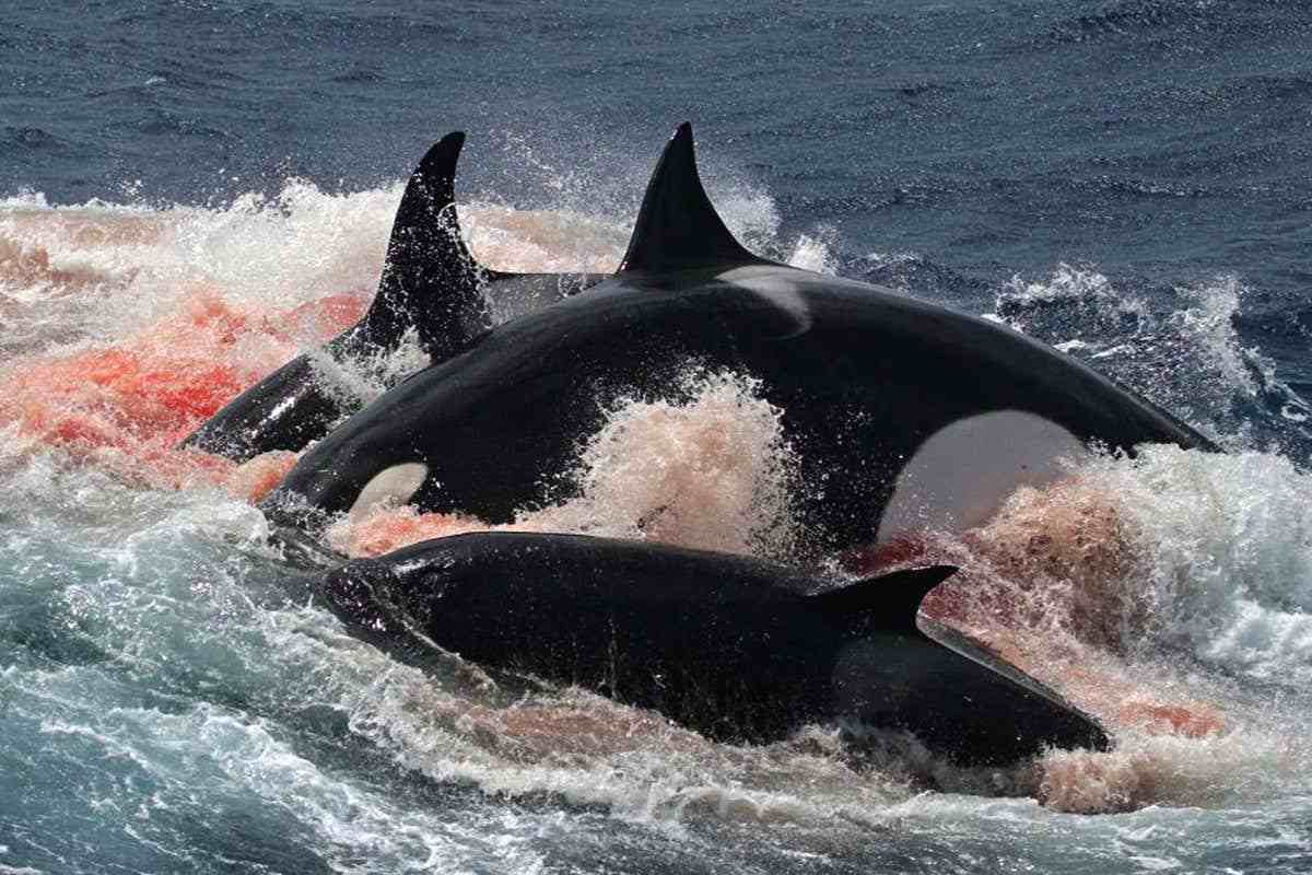 虎鲸大白鲨虎鲸vs大白鲨谁才是真正的海洋霸