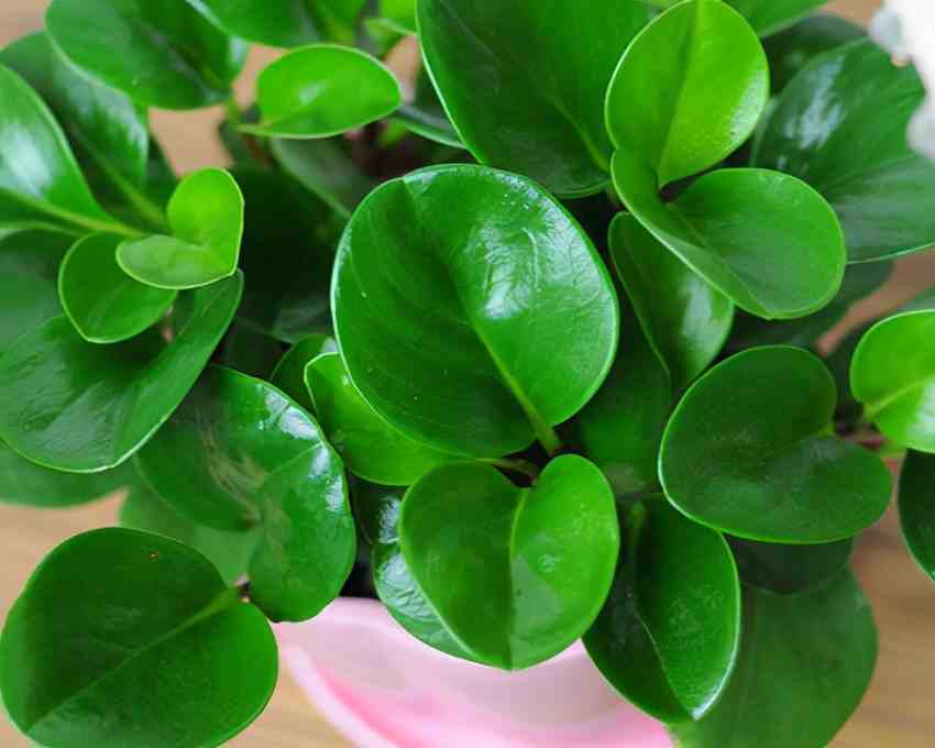 花卉种类绿植花卉大全