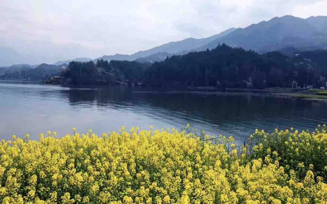 中国十大最美油菜花田选美中国十大油菜花海