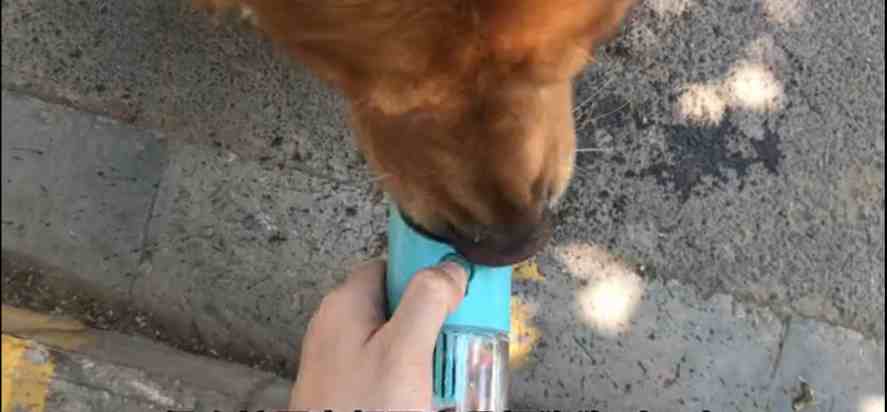 如何训练狗狗听话新手训狗的方法大全视频
