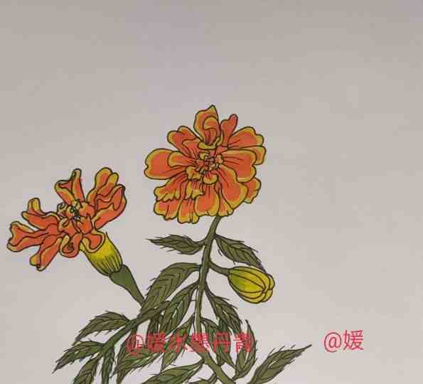 孔雀草简笔画