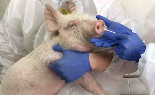 新型猪流感病毒