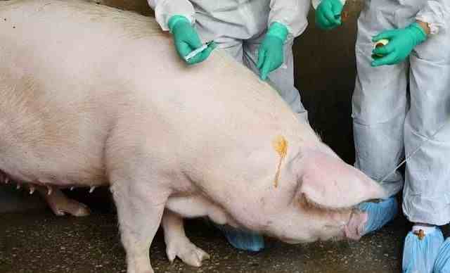巴西猪流感新变种