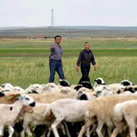 蒙古国捐赠3万只羊