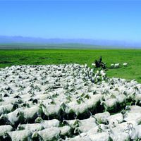 “蒙古国向中国捐赠3万只羊”故事将拍成纪录片