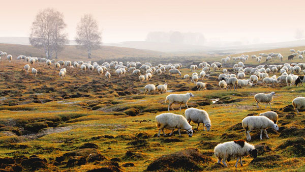 蒙古国送的3万只羊会变成羊肉,蒙古国进