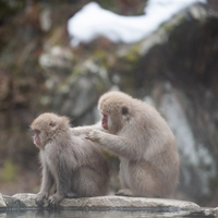 20只日本野生猴子直立走钢丝过河