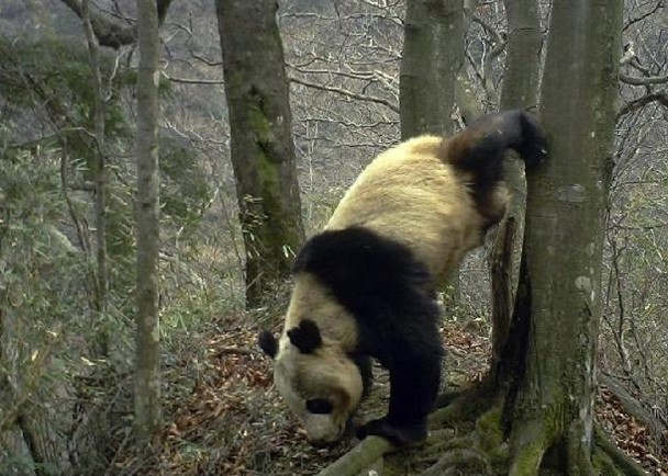 野生大熊猫倒立撒尿,倒立拉屎图片