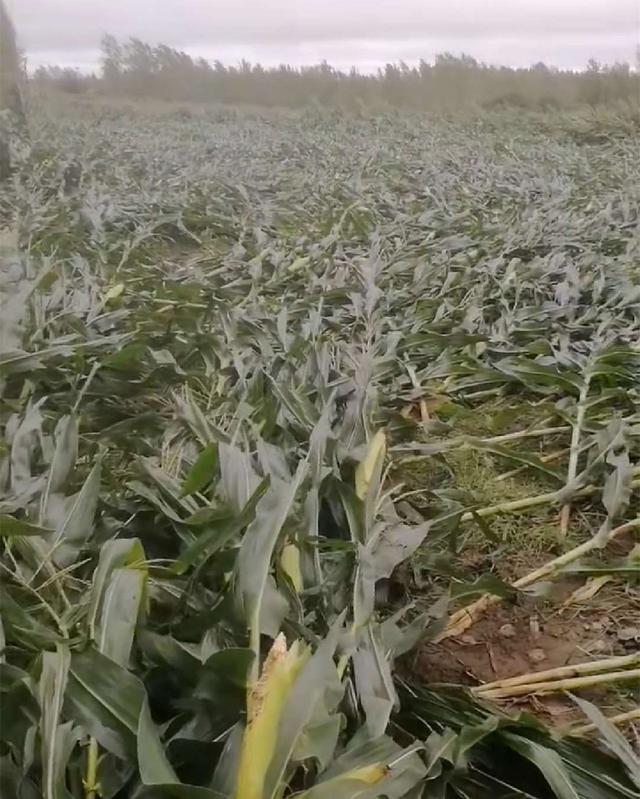 台风致吉林玉米大面积倒伏,吉林省十大高