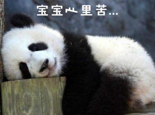 北京动物园网红大熊猫突然头秃