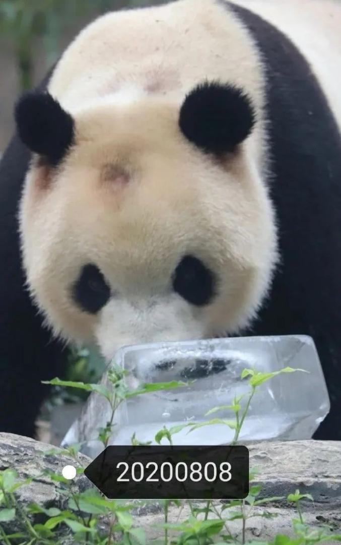 北京动物园回应网红熊猫秃头,北京动物园