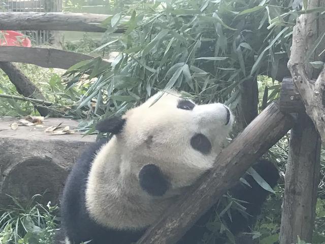 北京动物园回应网红熊猫秃头