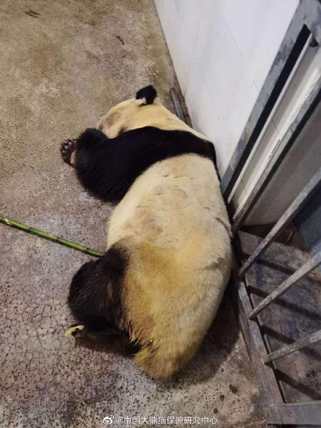大熊猫雷雷癫痫发作去世