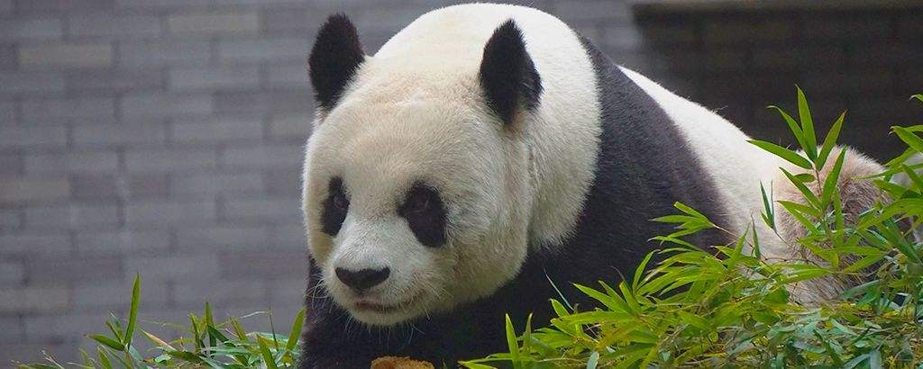 大熊猫雷雷癫痫发作去世