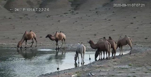 甘肃发现首例白化野骆驼