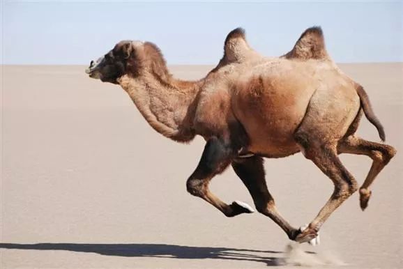 甘肃发现首例白化野骆驼