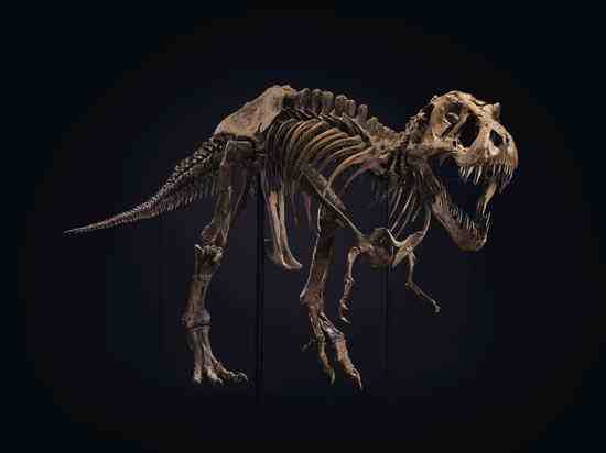 全球最大霸王龙化石拍出天价